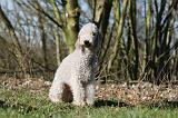 BEDLINGTON TERRIER 218